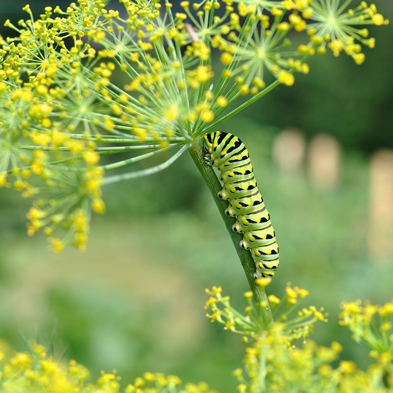 Beneficial Bug Wildflower Seed Mix