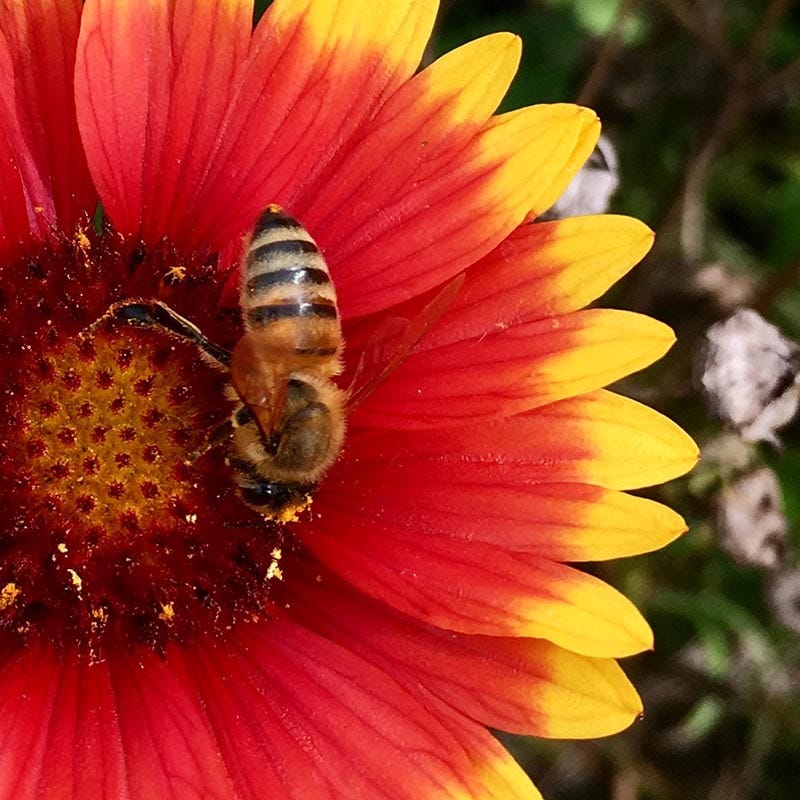 Beneficial Bug Wildflower Seed Mix