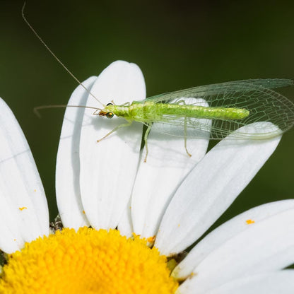 Beneficial Bug Wildflower Seed Mix
