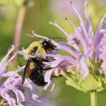 Beneficial Bug Wildflower Seed Mix