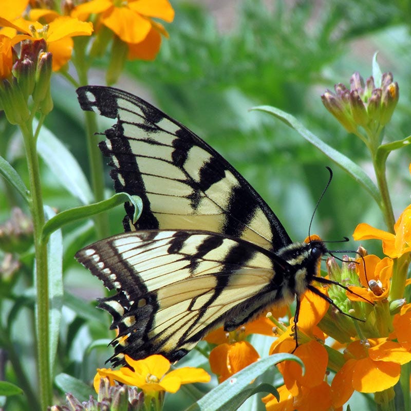 american seed bird and butterfly wildflower blend Beneficial Bug Wildflower Seed Mix