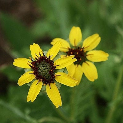 Chocolate Flower Seeds