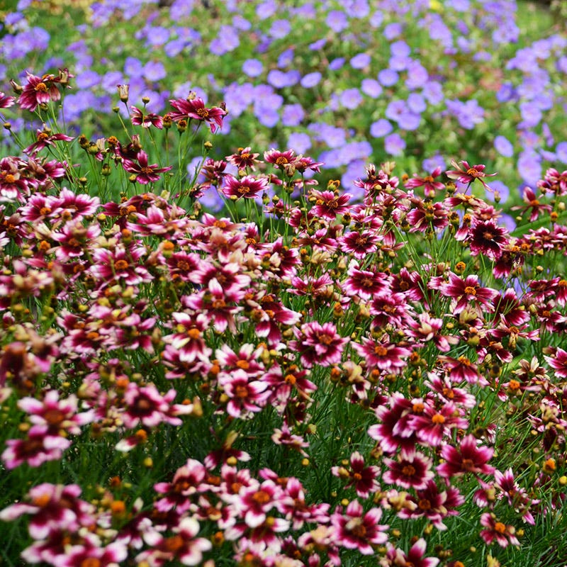 Berry Chiffon Coreopsis