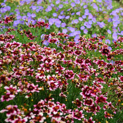 Berry Chiffon Coreopsis