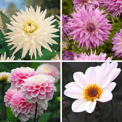 Berry Chiffon Dahlia Collection