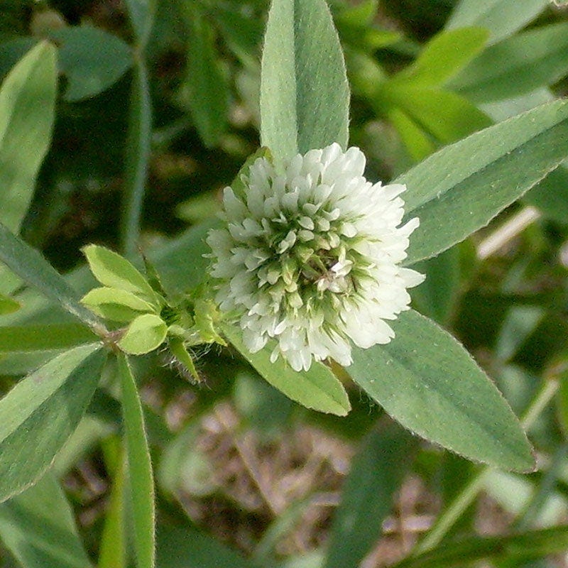 clover flower seeds 10 lb Berseem Clover Seeds
