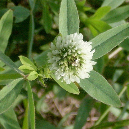 Berseem Clover Seeds