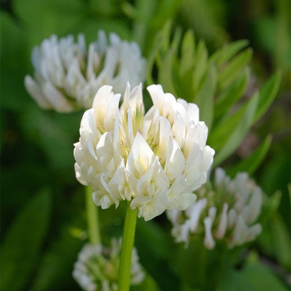 Pollinator Cover Crop Seed Mix
