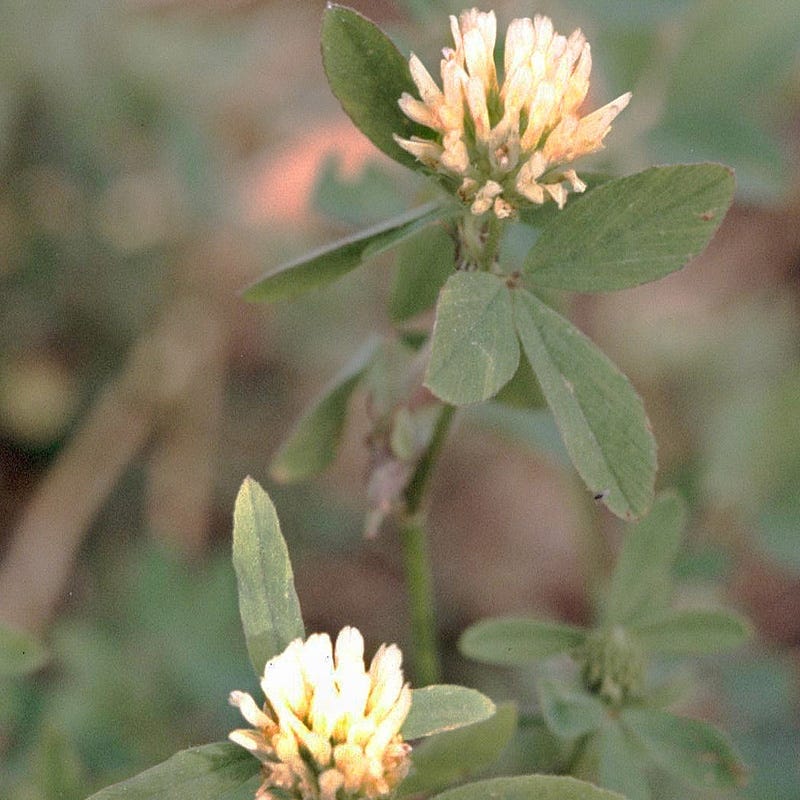 Berseem Clover Seeds, Trifolium alexandrinum | American Meadows