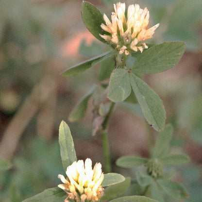 Berseem Clover Seeds