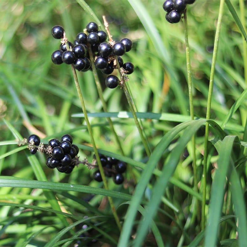 Big Blue Liriope Grass