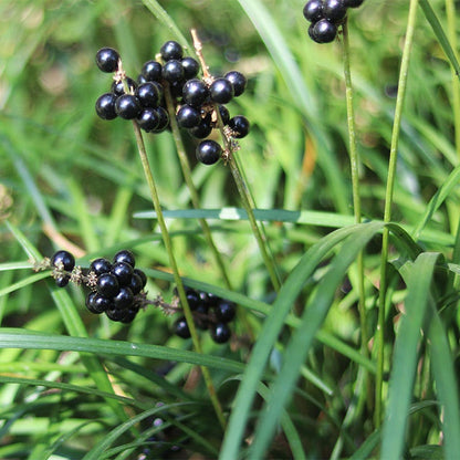 Big Blue Liriope Grass