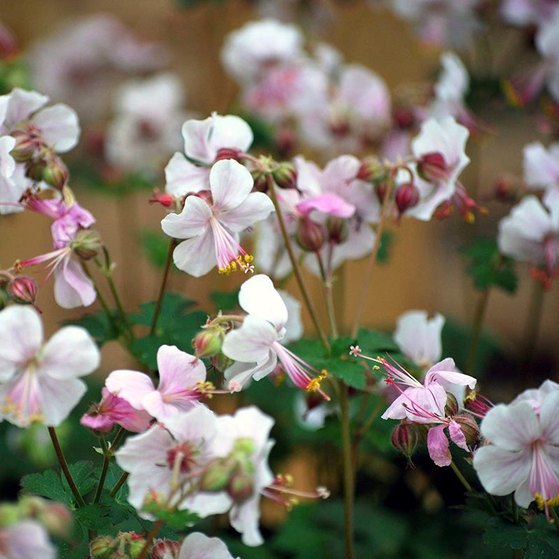 Blushing Cottage Garden Plant Collection