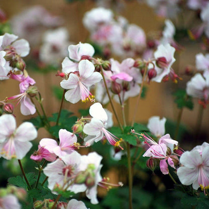 Blushing Cottage Garden Plant Collection