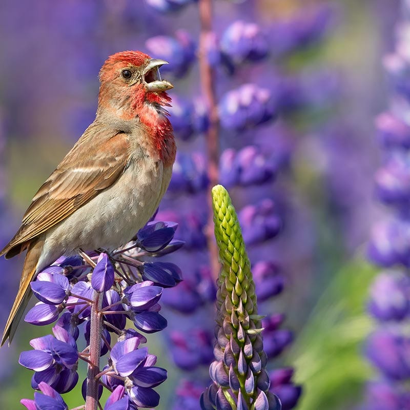 lupine wildflower seeds Perennial Lupine Seeds | Blue