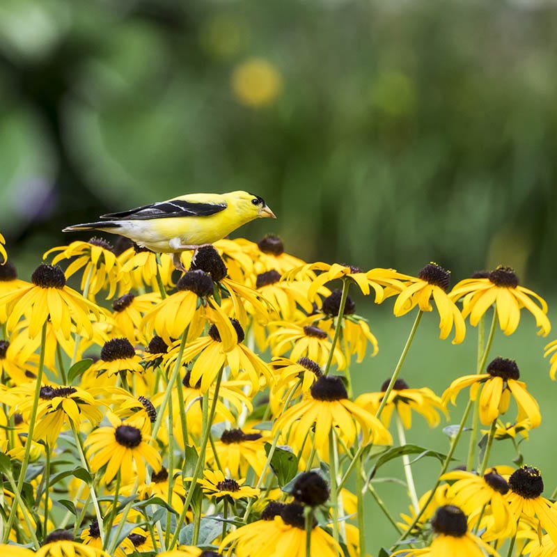 Ecoregion Native Plant Collection - Southeastern USA Plains