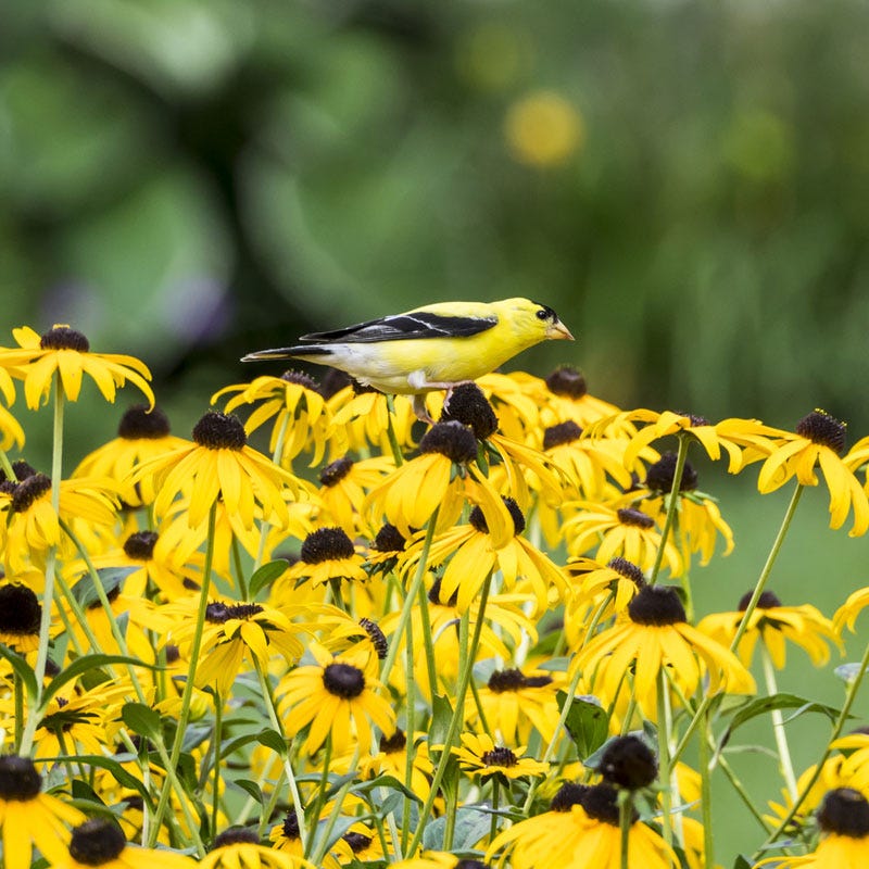 Goldsturm Black Eyed Susan