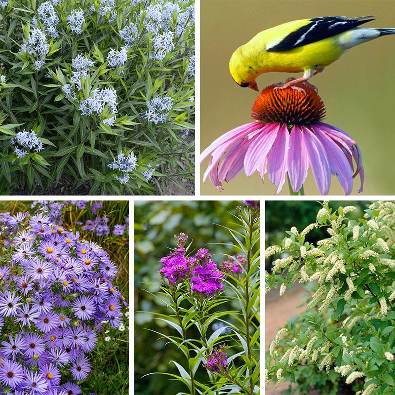 Bird Watcher Native Plant Collection