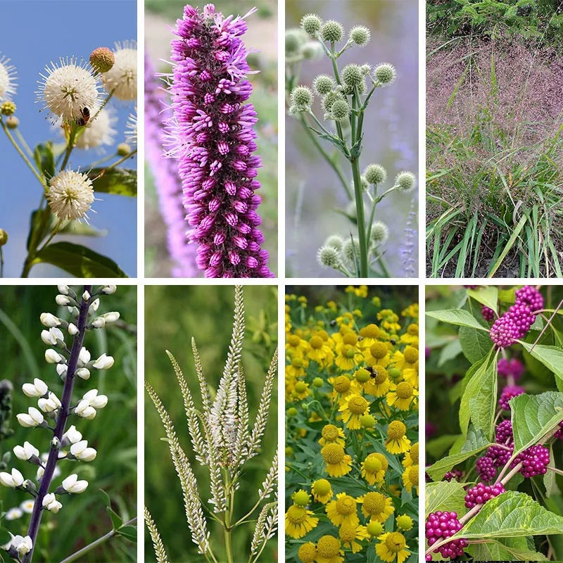 Bird Watcher Native Pre-Planned Garden