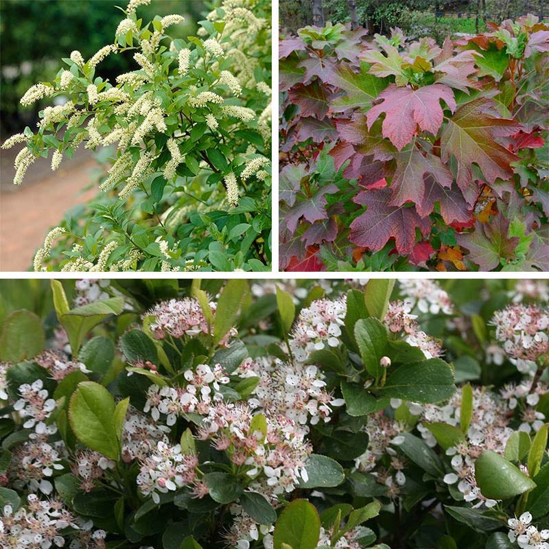 Bird Watcher Native Shrub Collection