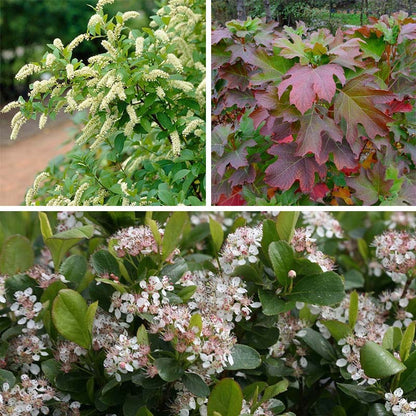 Bird Watcher Native Shrub Collection