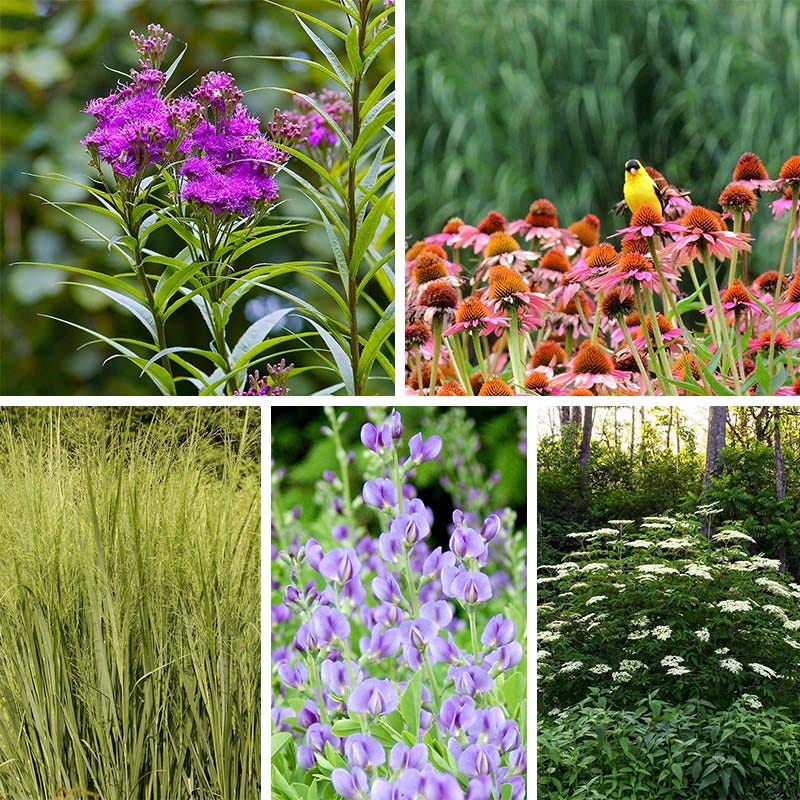 Bird Watcher Plant Collection