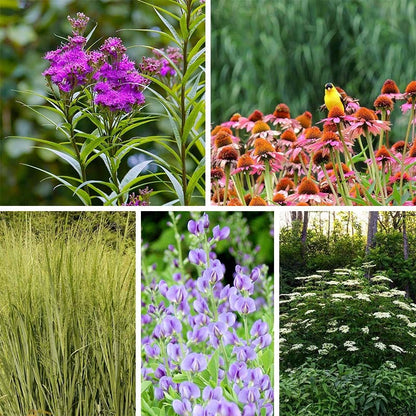 Bird Watcher Plant Collection