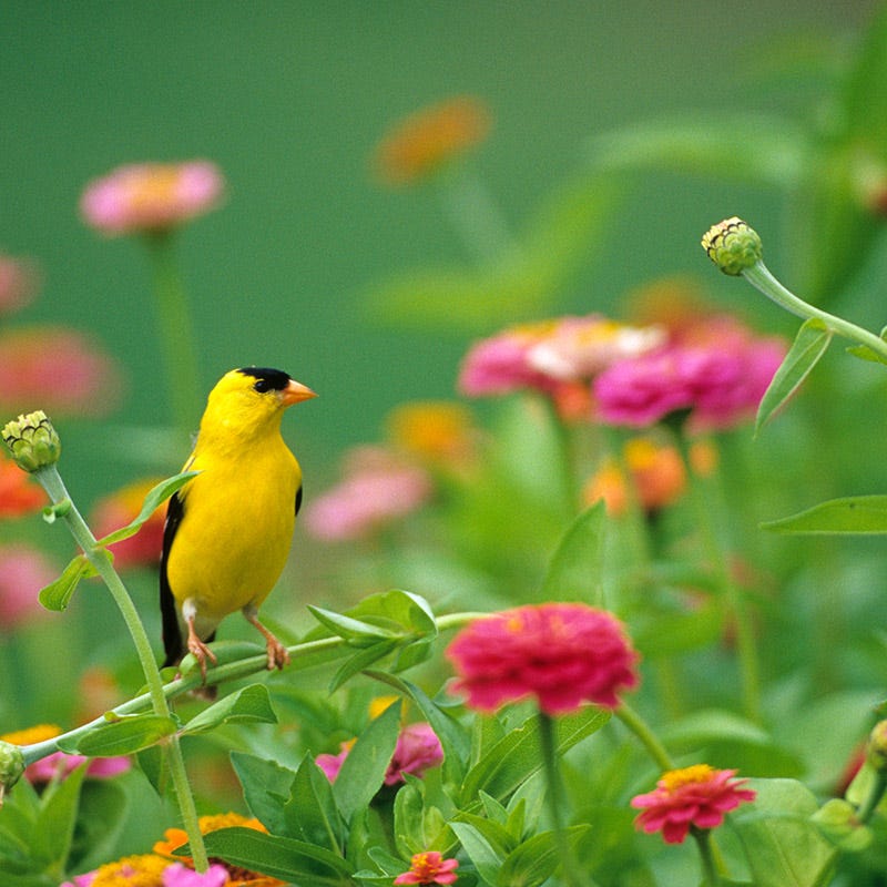 Backyard Birding Wildflower Seed Mix