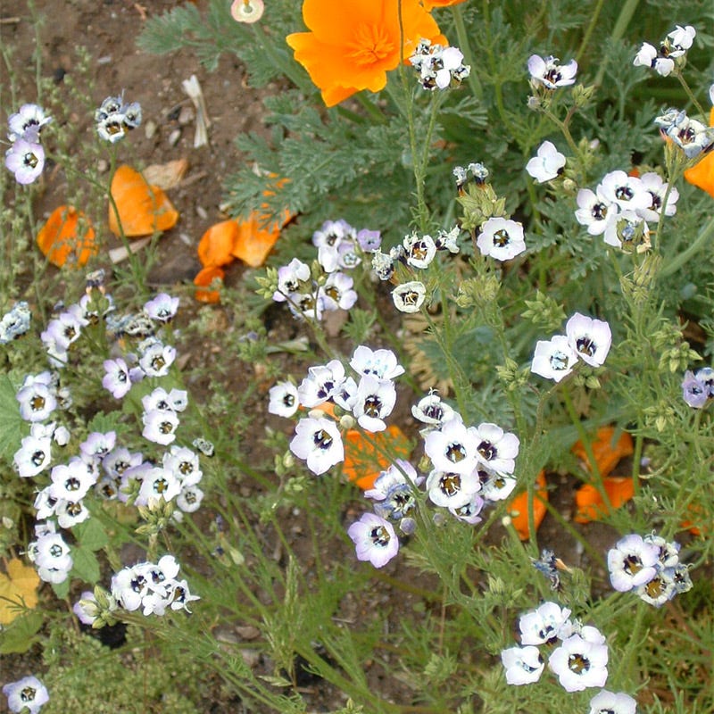 pacific northwest native flower seeds Native Pacific Northwest Wildflower Seed Mix