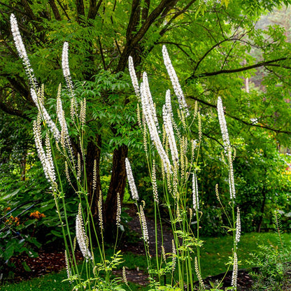 Black Cohosh