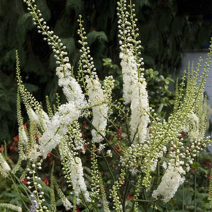 Black Cohosh