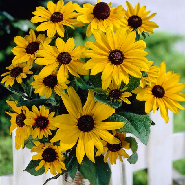 Bouquets For Days Perennial Wildflower Seed Collection