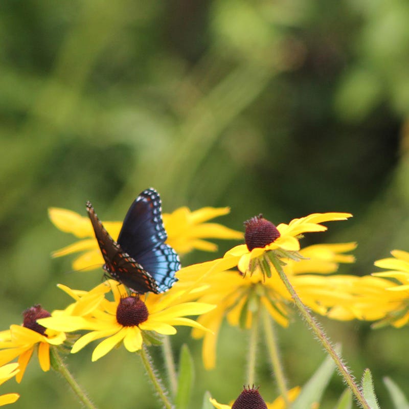 Natural Nectar Native Pre-Planned Garden