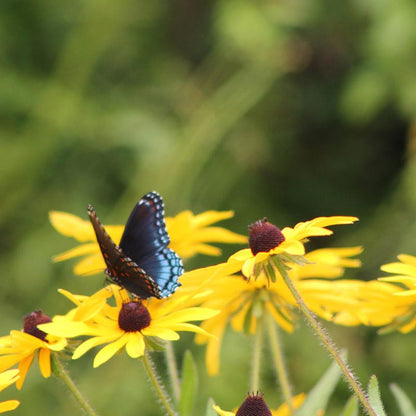 Natural Nectar Native Pre-Planned Garden