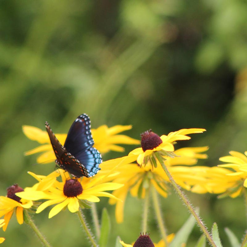 Buzz & Flutter Pollinator Pre-Planned Garden