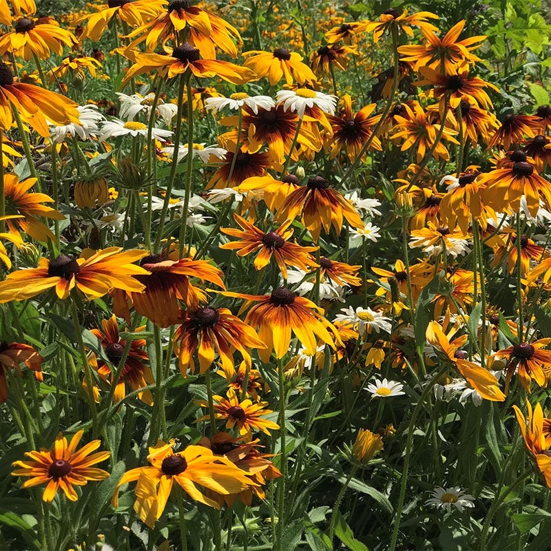 planting gloriosa daisy seeds Gloriosa Daisy Seeds
