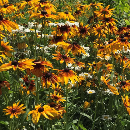 Gloriosa Daisy Seeds