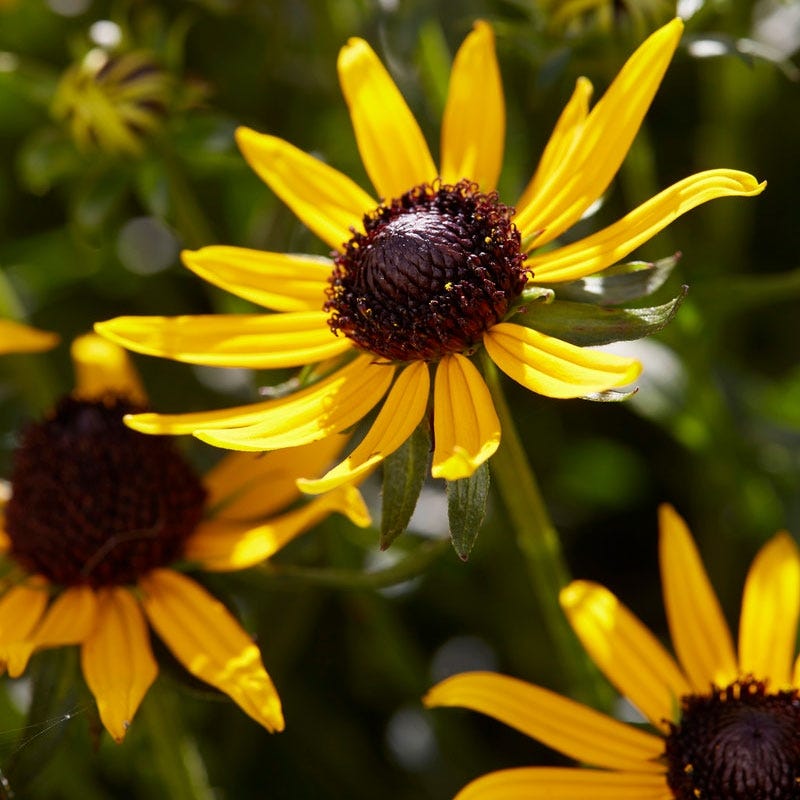 Little Goldstar Black Eyed Susan