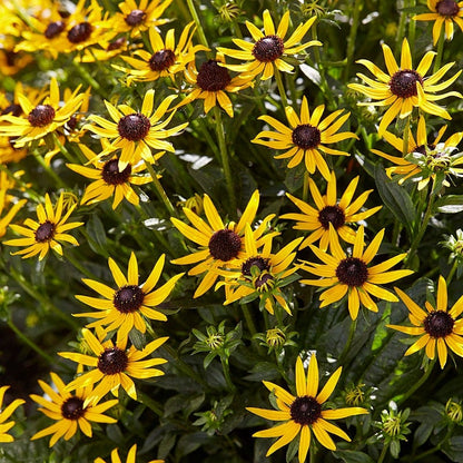 Little Goldstar Black Eyed Susan