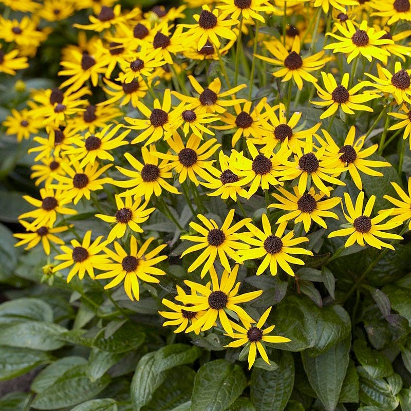 Little Goldstar Black Eyed Susan