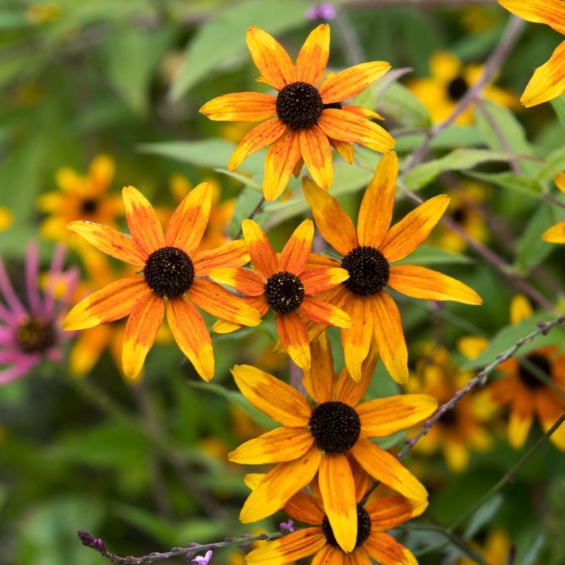 Prairie Glow Black Eyed Susan