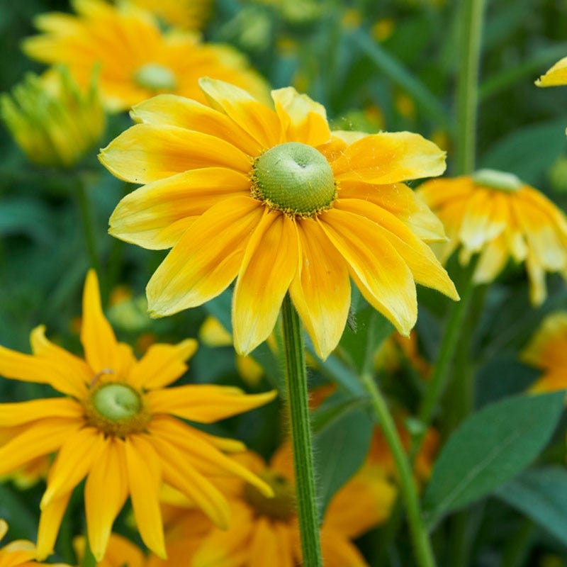 Prairie Sun Black Eyed Susan - Thumbnail 2
