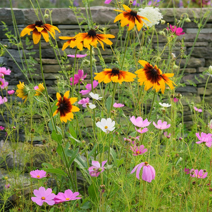 Gloriosa Daisy Seeds