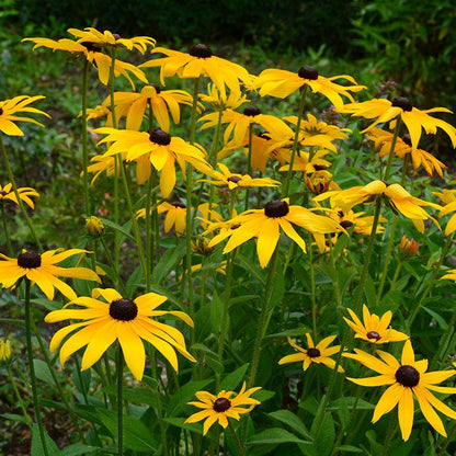 Black Eyed Susan Seeds