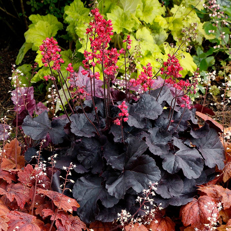 Black Forest Cake Coral Bells