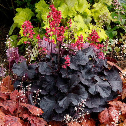 Black Forest Cake Coral Bells