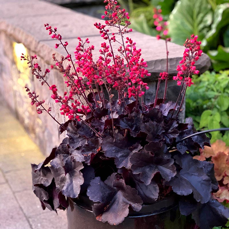 heuchera plants in pots Black Forest Cake Coral Bells | Red | Plant
