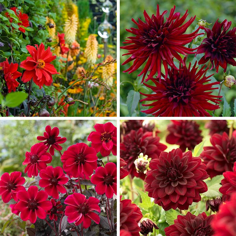 Black Forest Cake Dahlia Collection