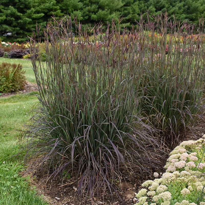 Curb Appeal Ornamental Grass Collection