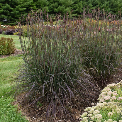 Curb Appeal Ornamental Grass Collection